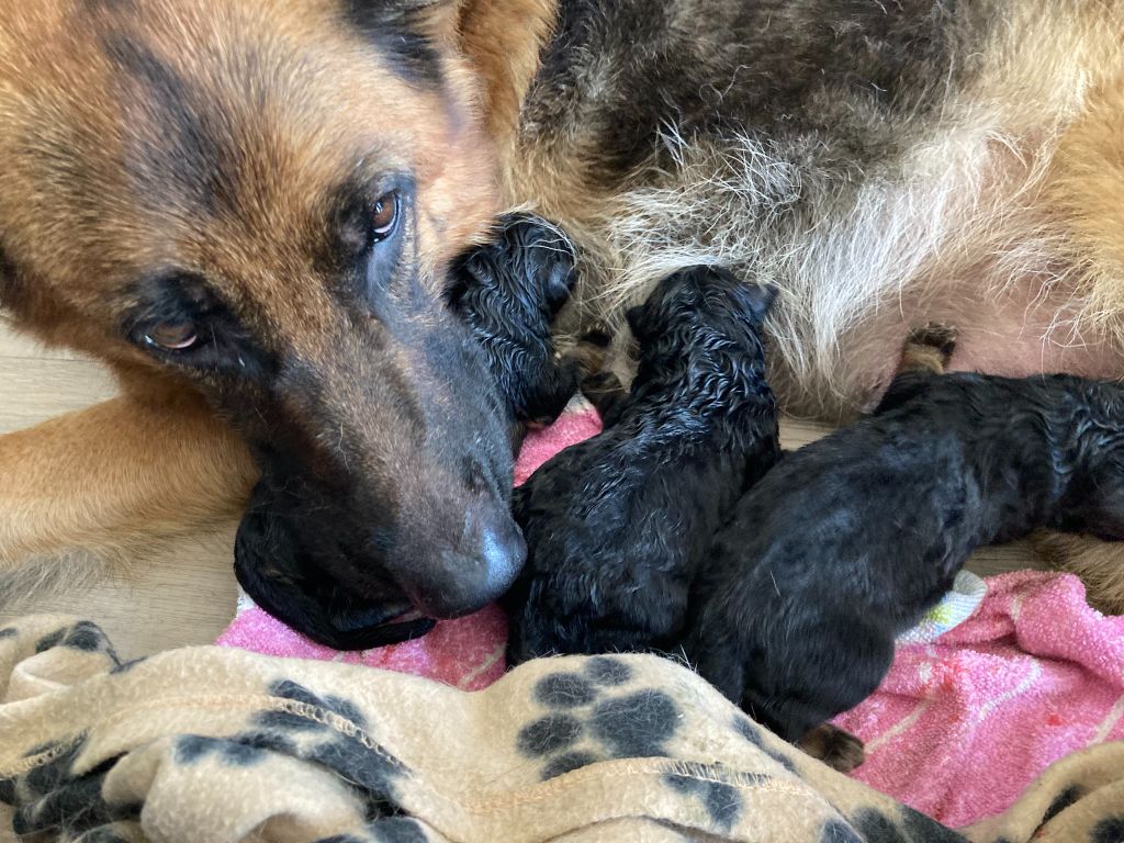 chiot Berger Allemand De Gwendalavir