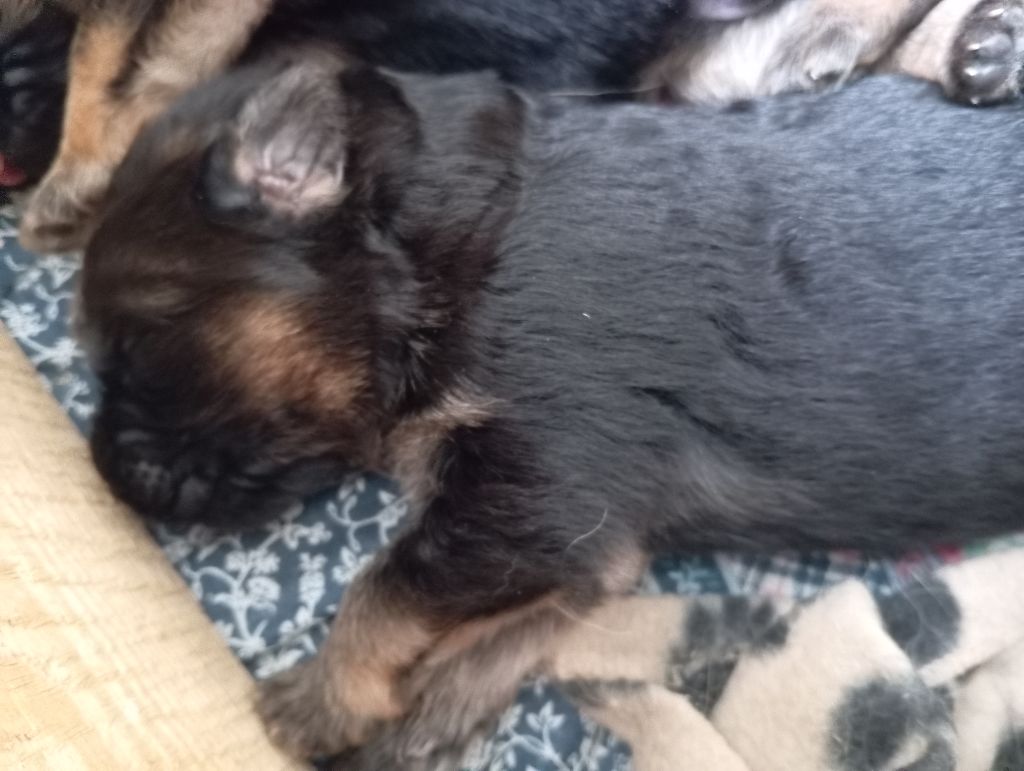 De Gwendalavir - Chiots disponibles - Berger Allemand